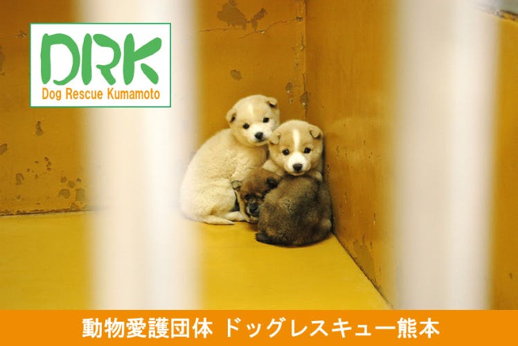 当団体の施設にいる犬65頭・猫12匹たちの為に、皆さんのご支援をお願い致します!