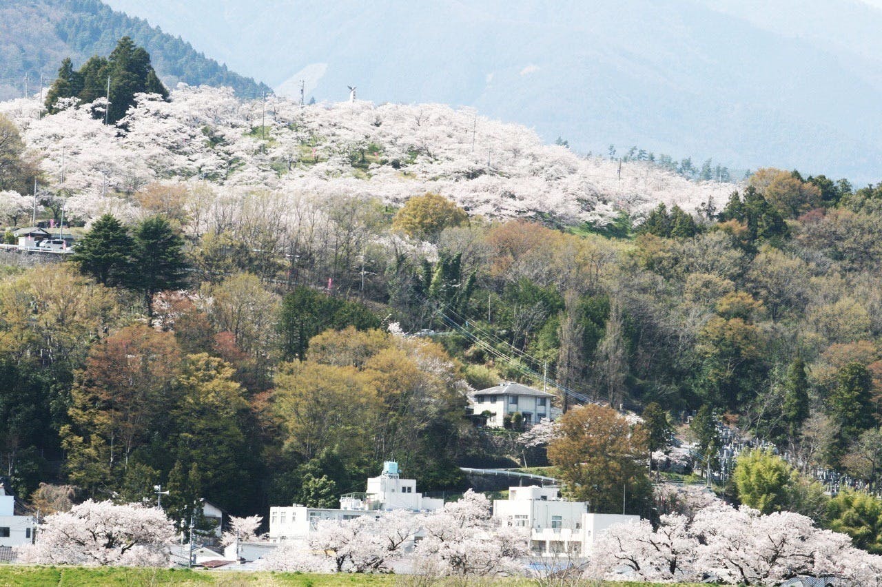 幻の銘酒・本菱と富士山、自分の桜で花見をする文化を山梨からつくりたい！ CAMPFIRE (キャンプファイヤー)