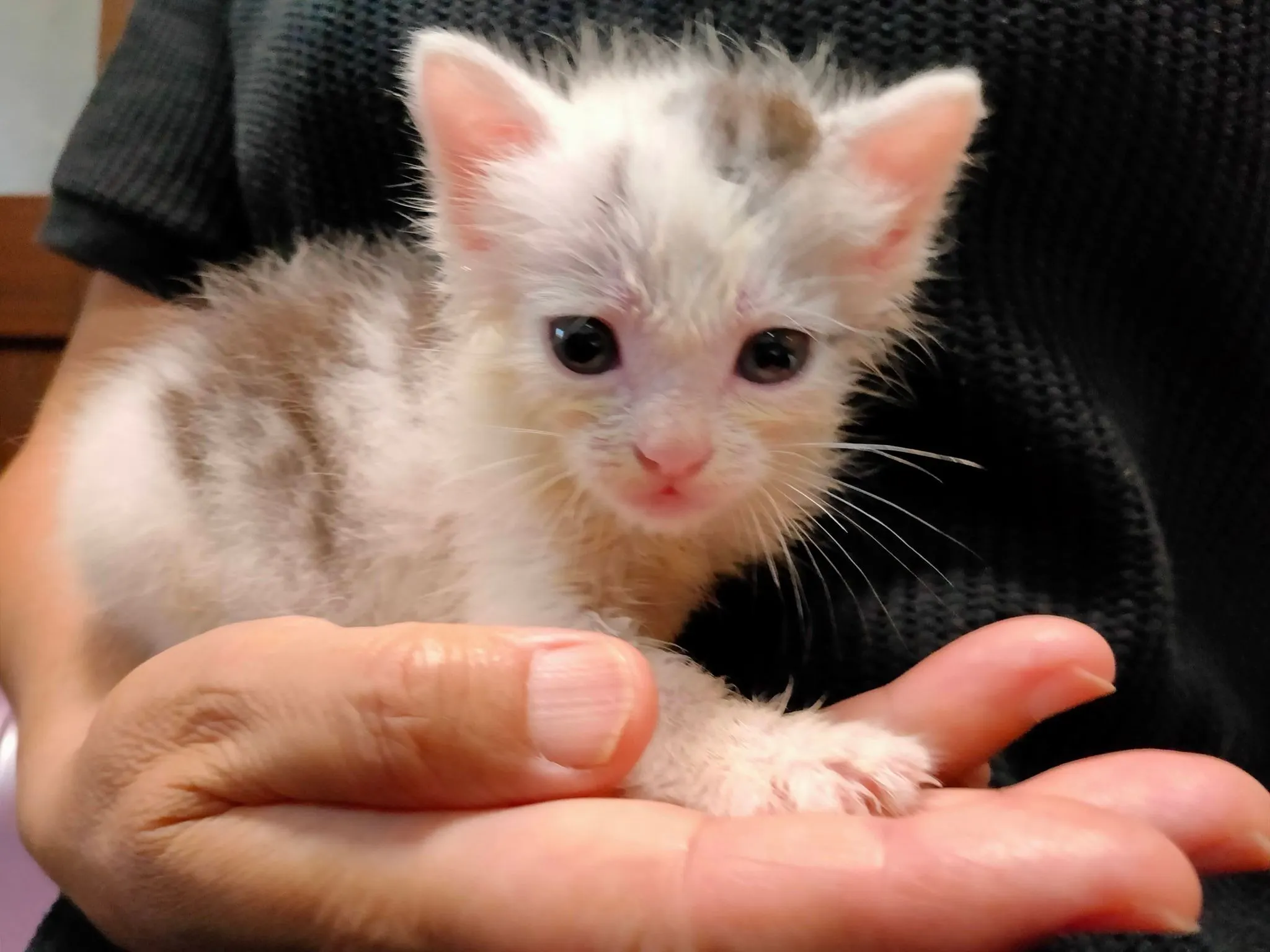 3番目のメイン画像