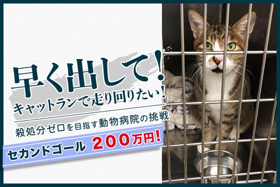 殺処分ゼロの社会を目指して。動物病院内に保護猫の活動空間キャットランを作りたい！ CAMPFIRE (キャンプファイヤー)