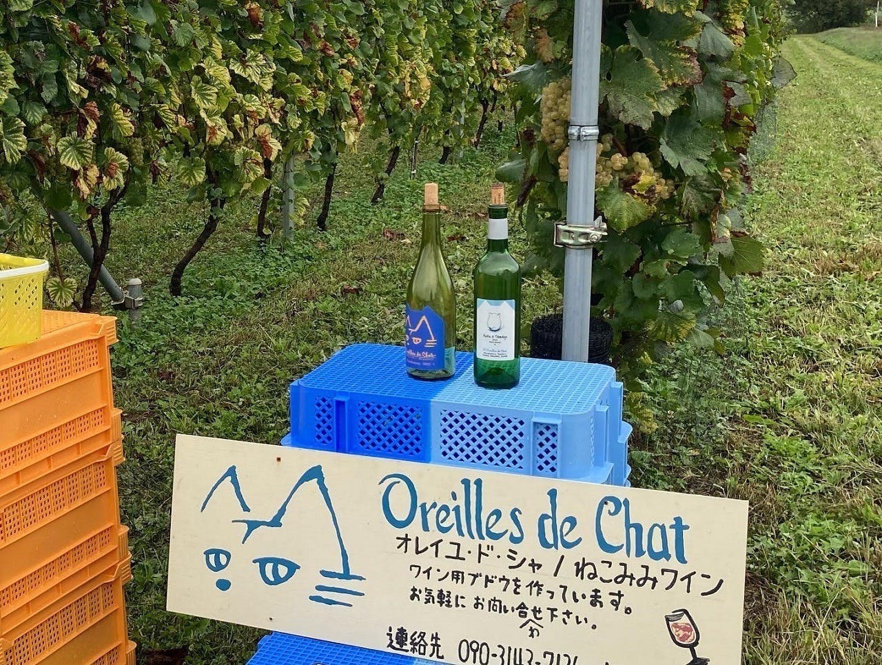 長野県茅野市にワイナリーを創る オレイユ ド シャ ねこみみワイン Campfire キャンプファイヤー 長野県茅野市にワイナリーを創る オレイユ ド シャ ねこみみワイン Campfire キャンプファイヤー