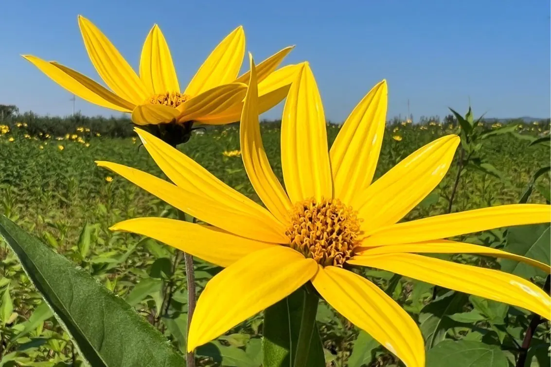 4番目のメイン画像