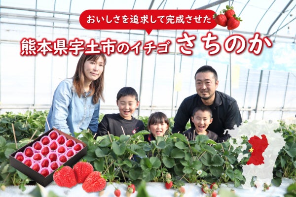 糖度13度以上！おいしさを追求して完成させた熊本県宇土市のイチゴさち
