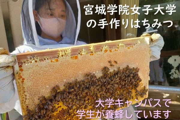 最高級品 日本蜜蜂の巣蜜