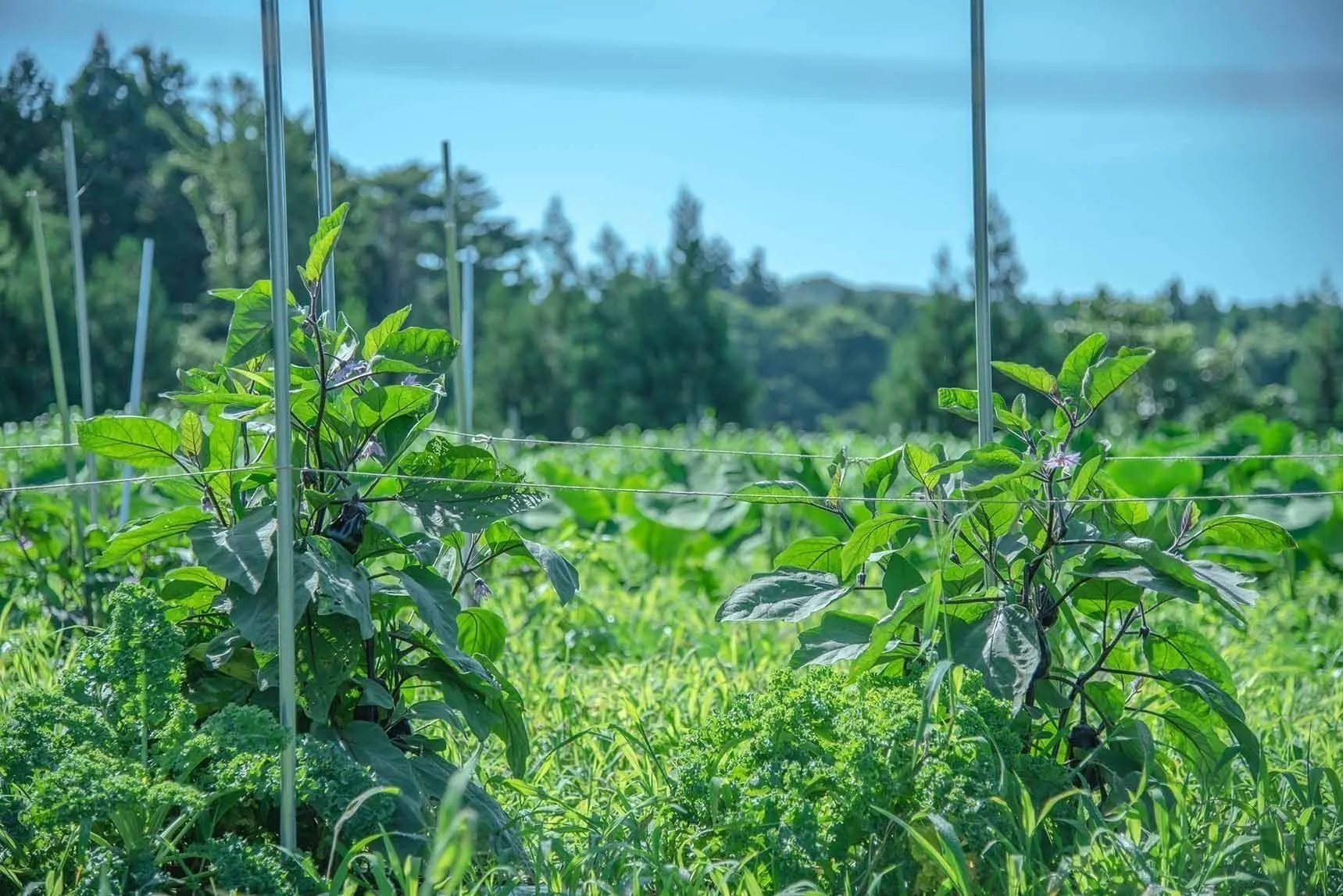4番目のメイン画像