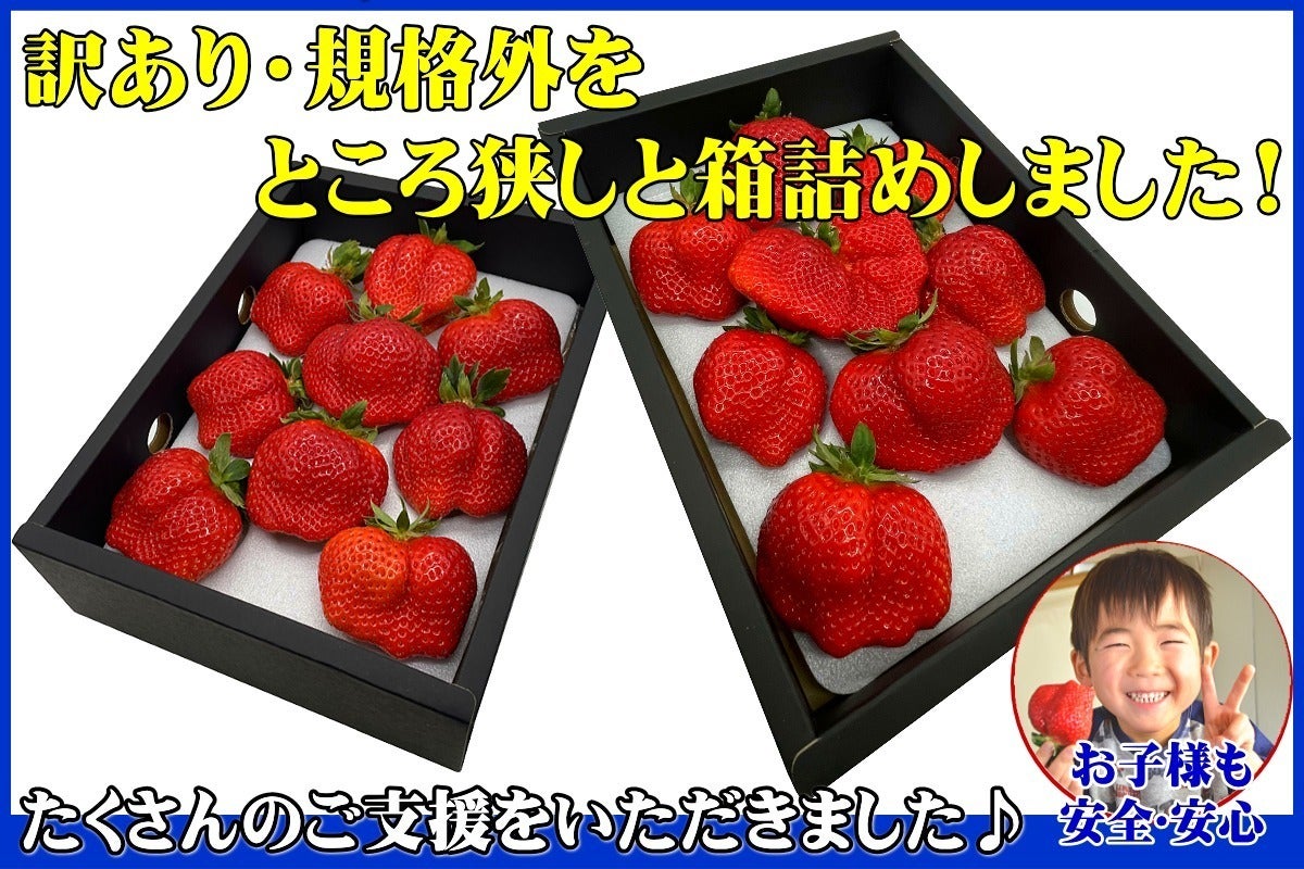 ❤こじゃじ様❤幸せの箱満杯❤完熟規格外イチゴ ゆうべに1.8k×4箱 9700