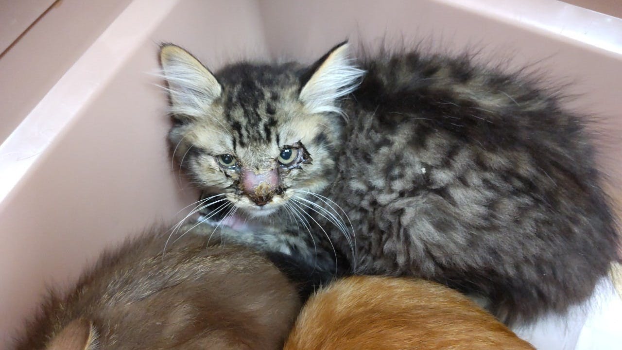 2番目のメイン画像