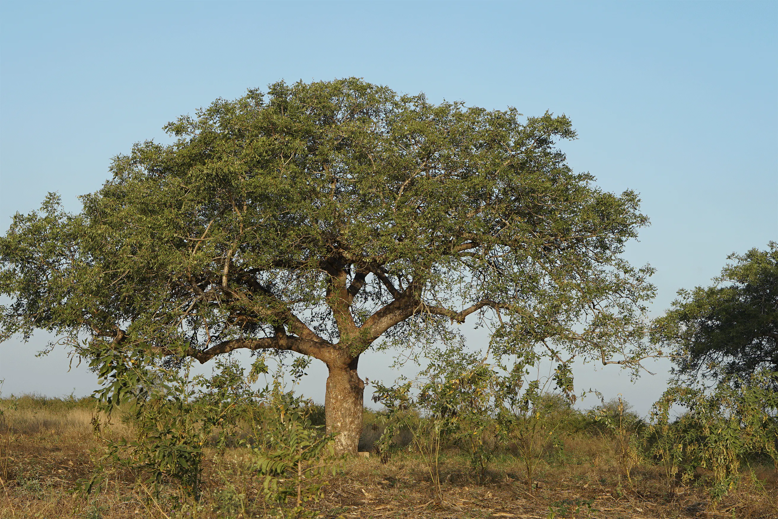 3番目のメイン画像