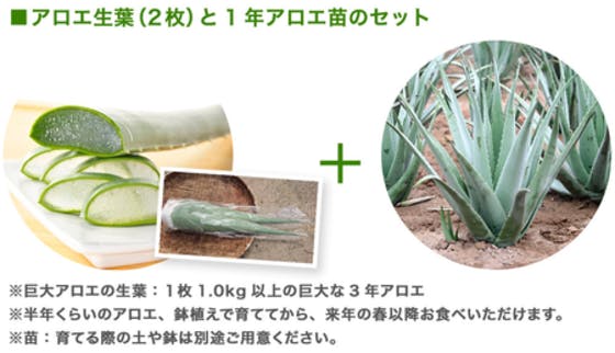 1枚1kg以上 出雲産の超巨大アロエベラを日本の食卓に広めたい Campfire キャンプファイヤー 1枚1kg以上 出雲産の超巨大アロエベラを日本の食卓に広めたい Campfire キャンプファイヤー