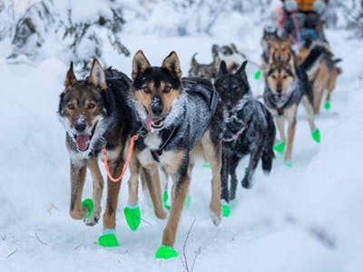 今野道博、2018年アラスカで開催される犬ぞりビッグレースへの再挑戦