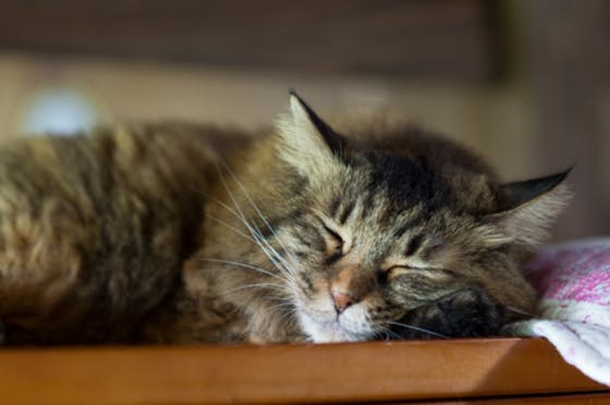 気軽に楽しく猫助け 幸せな猫を増やす 里親募集型保護猫カフェ 応援部隊を募集中のメンバー一覧 Goodmorning By Campfire