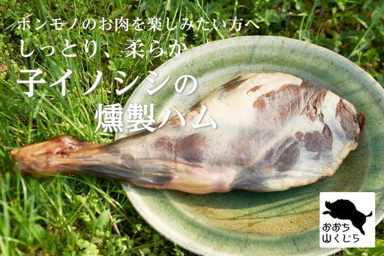 自己紹介 森田朱音 Campfire キャンプファイヤー