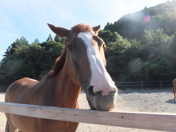 「1頭でも多くの馬の命を救う」四国の最南端にある馬の養老牧場の支援者募集!