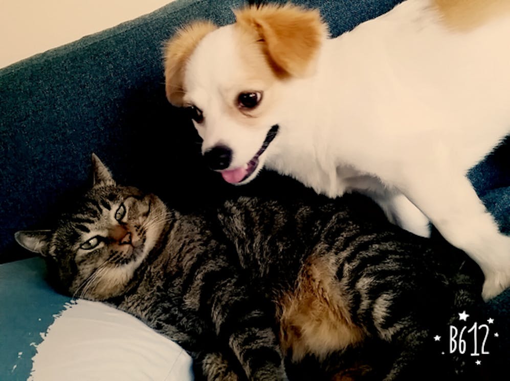 千葉県木更津市に犬猫保護施設を作りたい Campfire キャンプファイヤー 千葉県木更津市に犬猫保護施設を作りたい Campfire キャンプファイヤー