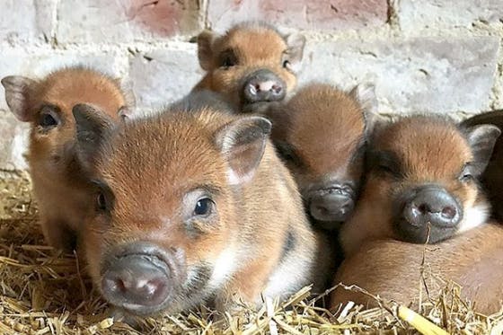 すべての動物画像 無料印刷可能ミニブタ 子 豚 可愛い 画像