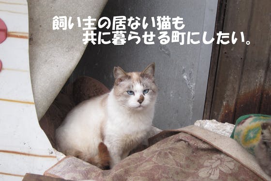 鳥取県の約４００匹の飼い主のいない猫の不妊手術を行い Tnrの基盤を作りたい Campfire キャンプファイヤー