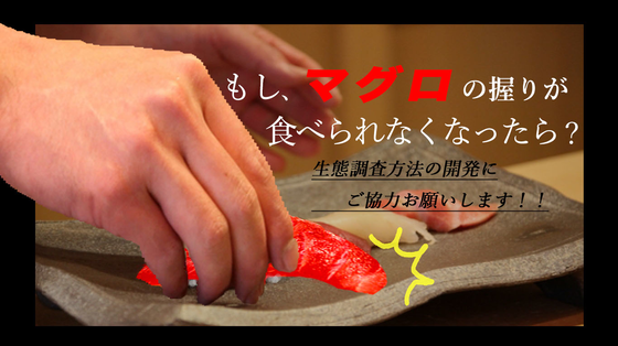 もしマグロの握りが食べられなくなったら 生態調査方法の開発にご協力お願いします Campfire キャンプファイヤー