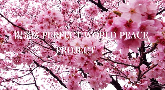 陽光桜perfect World Peace プロジェクト Campfire キャンプファイヤー