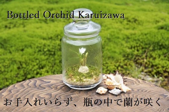 お手入れいらず瓶の中で蘭が咲く Bottled Orchid Karuizawa Campfire キャンプファイヤー