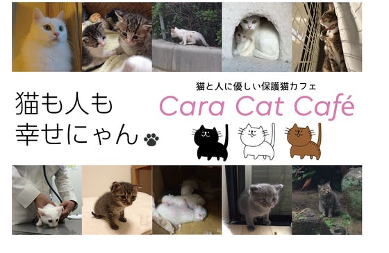 猫と人に優しい保護猫カフェcara Cat Cafe カーラ キャット カフェ Campfire キャンプファイヤー