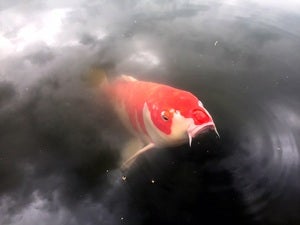 Staconのプロフィール画像