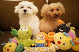 ミシンを購入して 犬服や犬の小物を製作して独自ブランドを立ち上げたい Campfire キャンプファイヤー ミシンを購入して 犬服や犬の小物を製作して独自ブランドを立ち上げたい Campfire キャンプファイヤー