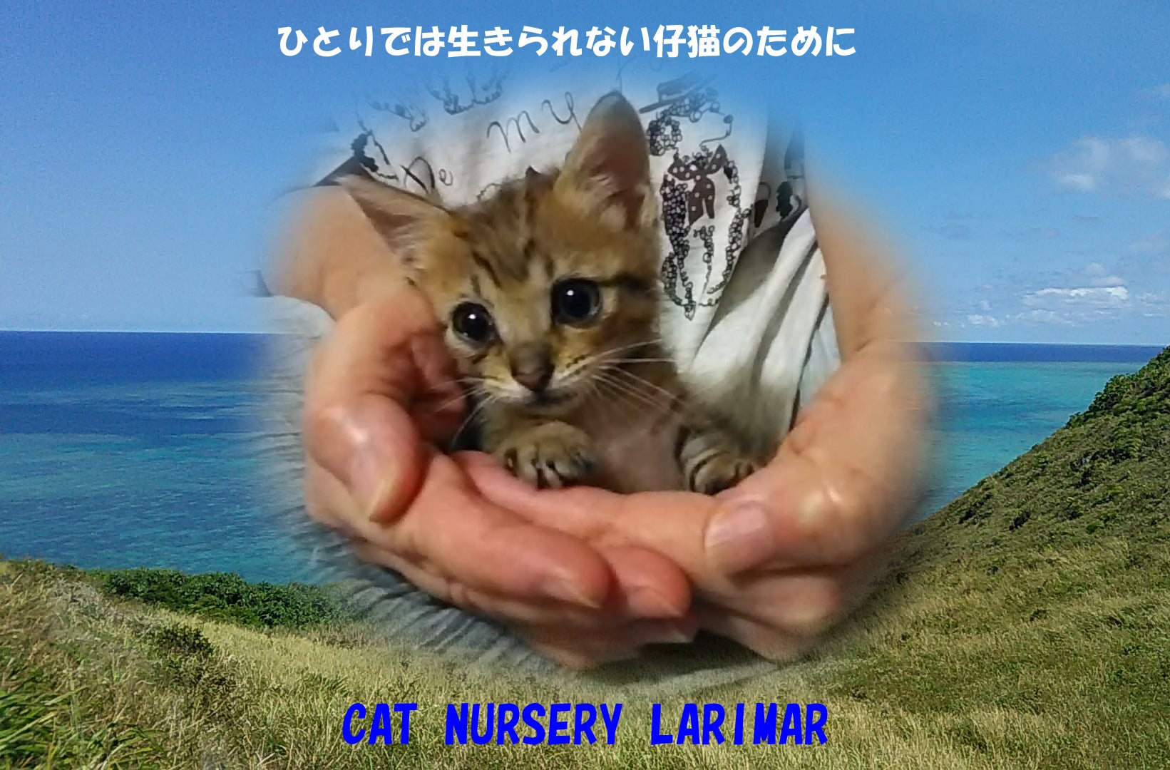 猫の保育所ラリマー（CATNURSERYLARIMAR）のプロジェクト - CAMPFIRE 
