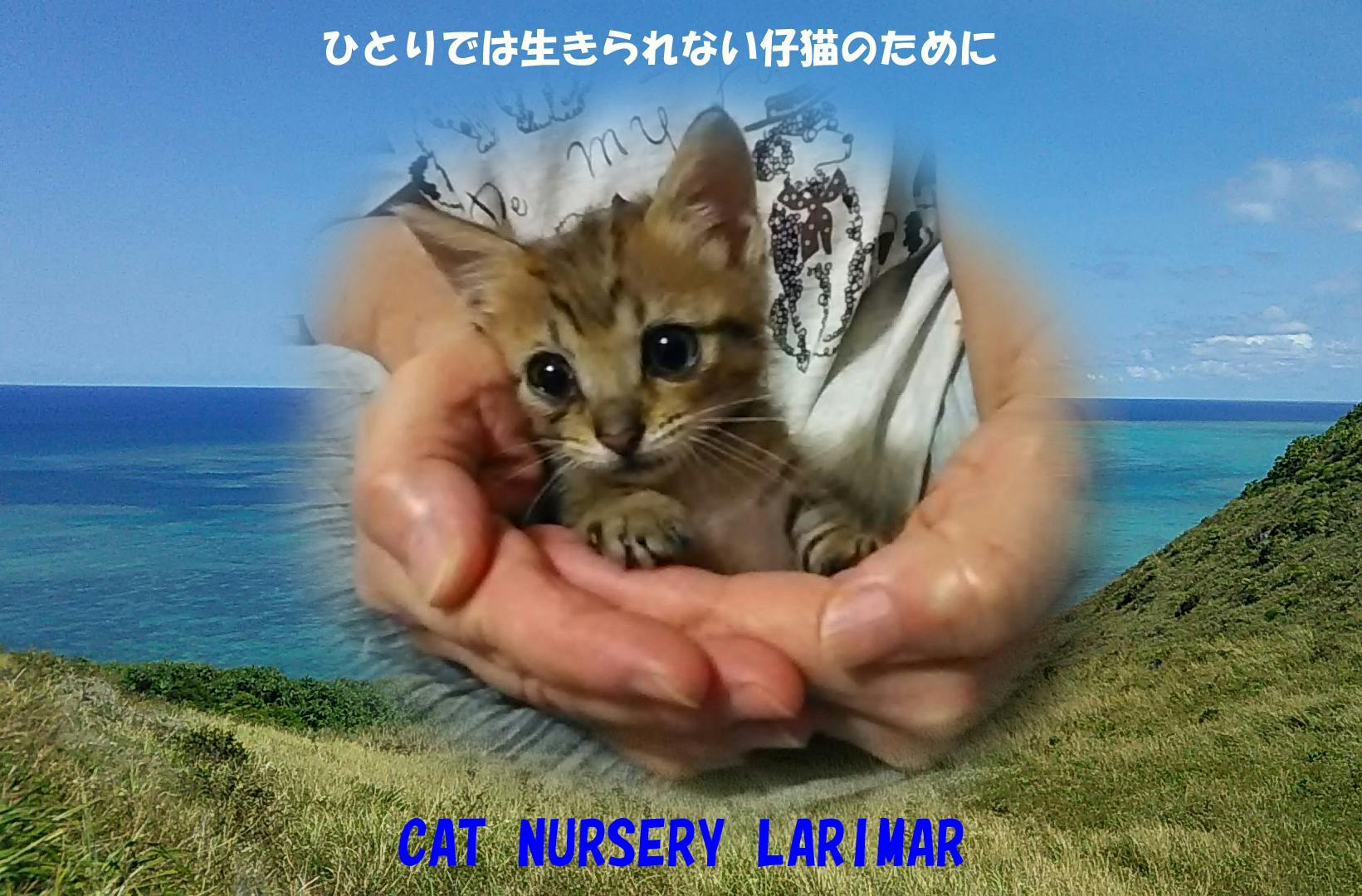 ラリマー猫 ラリマー猫