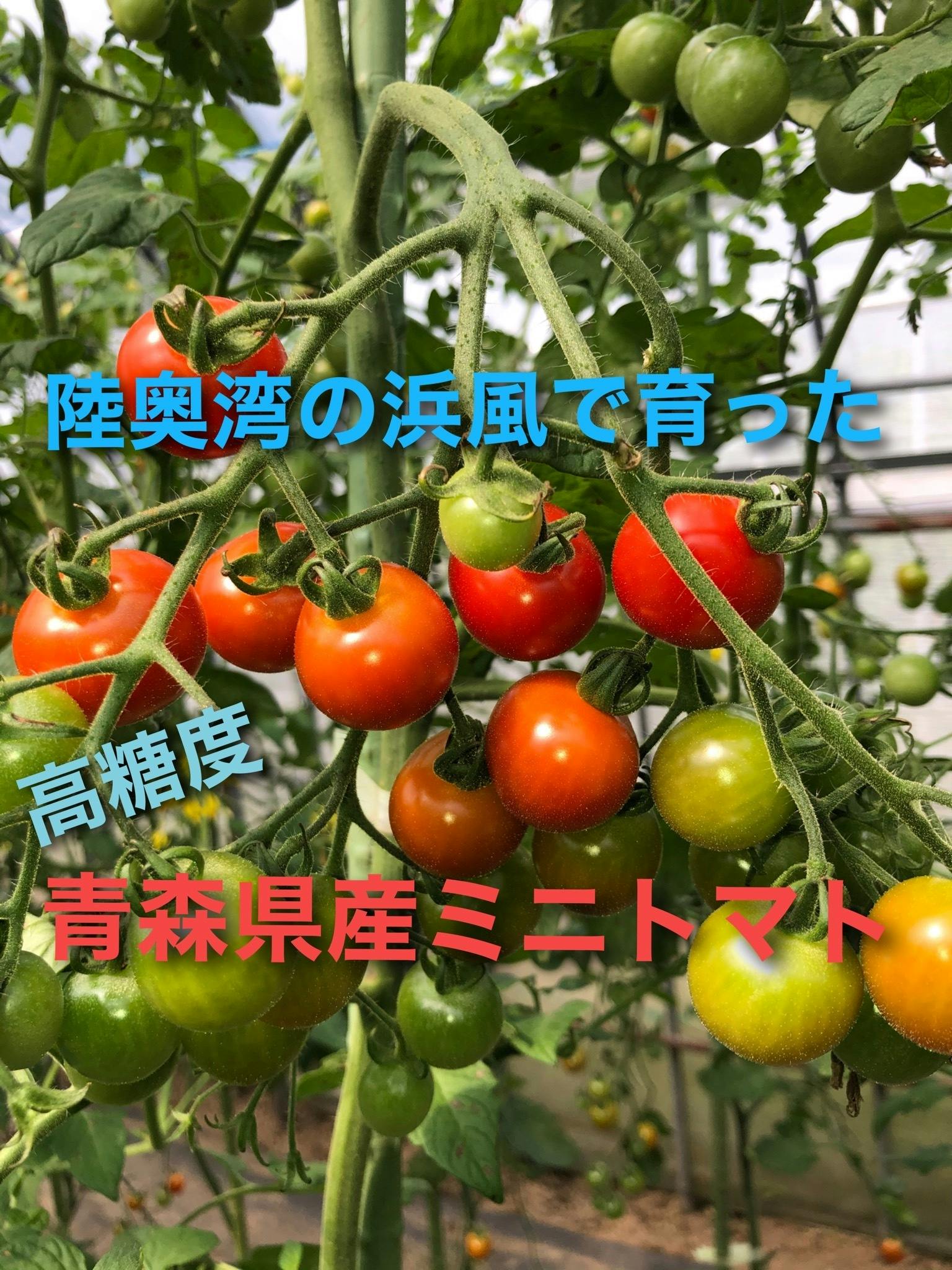 青森県産★こだわりのミニトマト