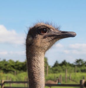 わさびダチョウのヒナの命を繋ぎたい の支援者一覧 Campfire キャンプファイヤー