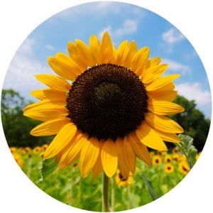 プロフィール画像