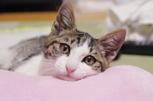 プロフィール画像