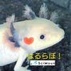 Sugi_Haru