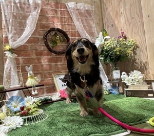 akamaru jasminのプロフィール画像
