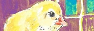 hiyoko yokoyokoのプロフィール画像
