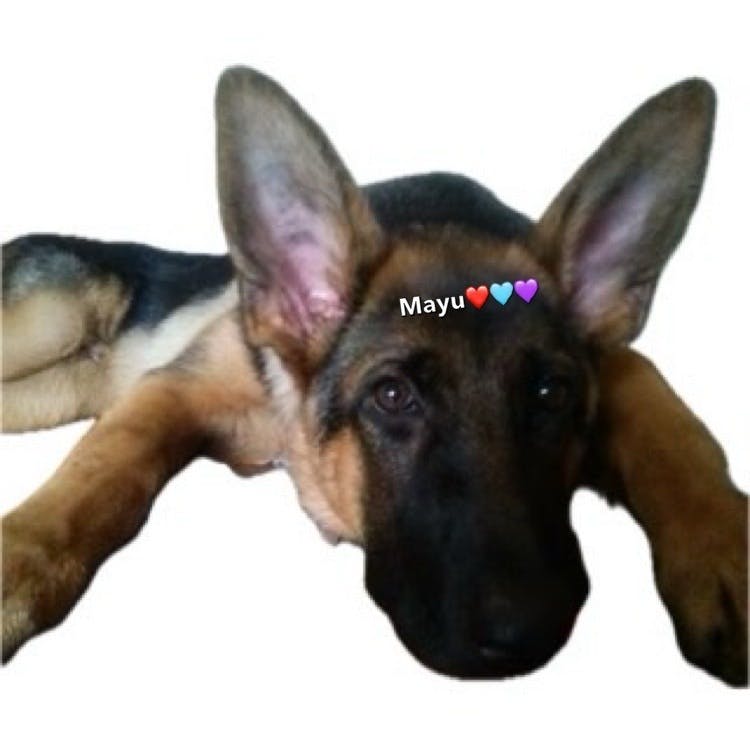 user profile
