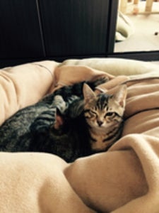 プロフィール画像